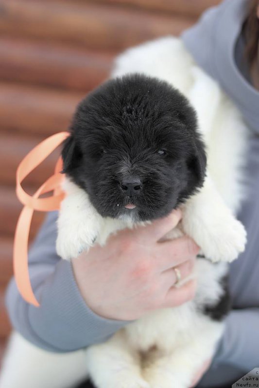 Фото: ньюфаундленд Терра Виктория Загадка