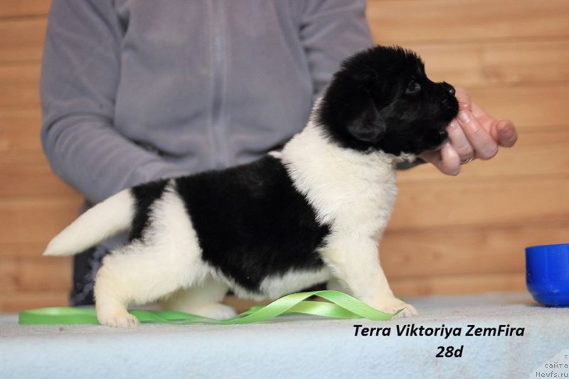 Фото: ньюфаундленд Терра Виктория Земфира