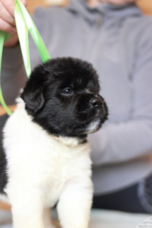 Фотография № 221351