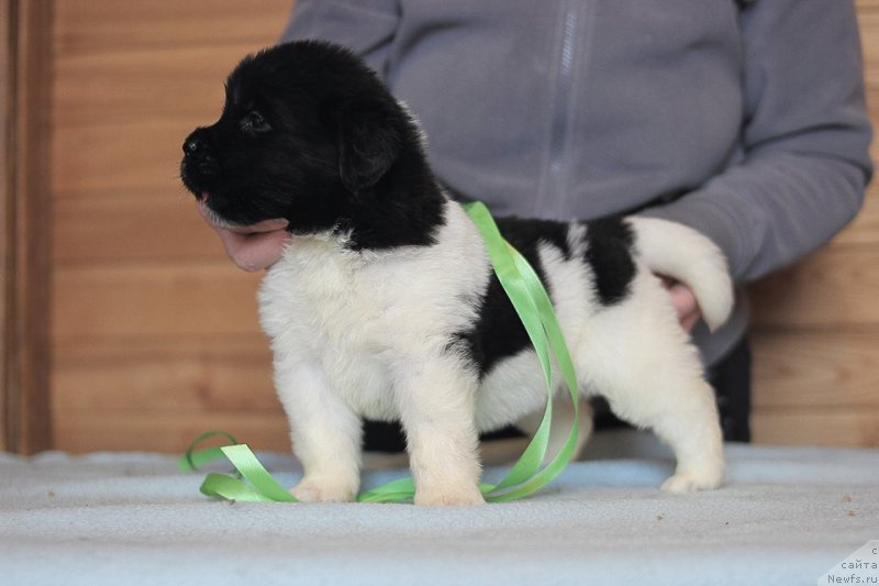 Фотография № 221352