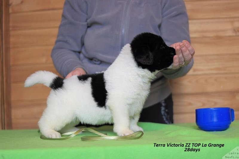 Фотография № 221353