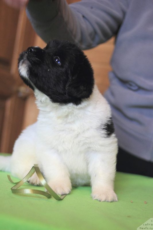 Фотография № 221355