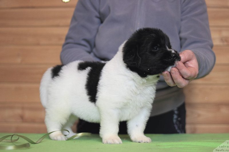 Фотография № 221357