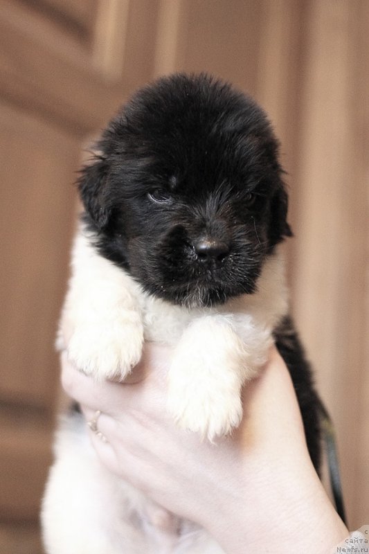 Фотография № 221361