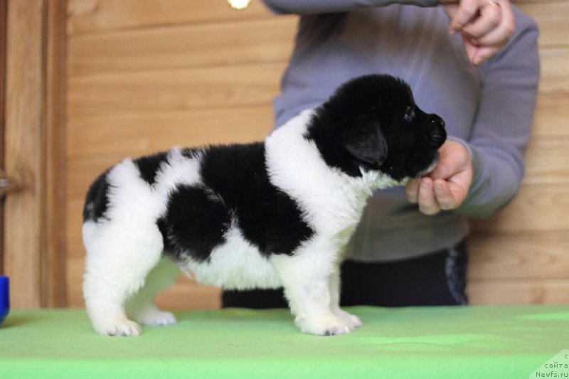 Фотография № 221363