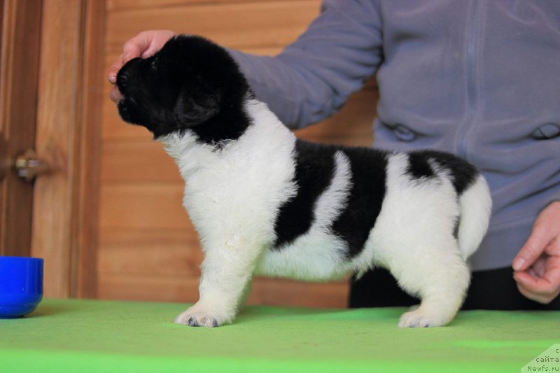 Фото: ньюфаундленд Терра Виктория Зест оф Кейк (Terra Victoria Zest of Cake)