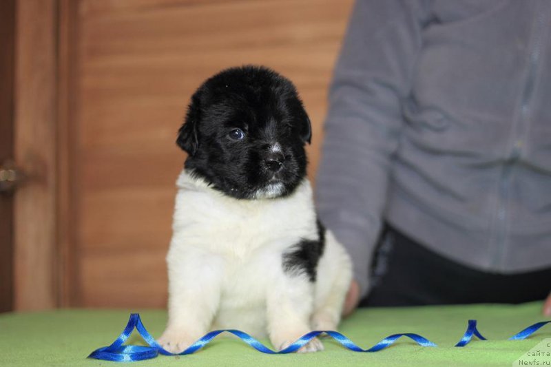 Фотография № 221370