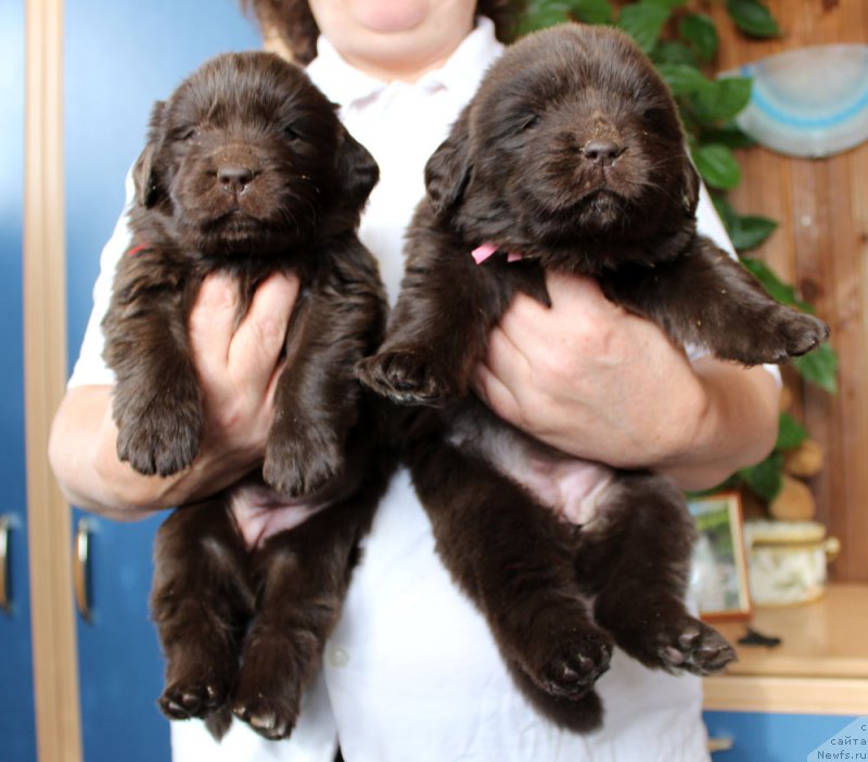 Фото: ньюфаундленд Браунблад МСК Ливона Либа (Brownblood MSK Livona Liba), ньюфаундленд Браунблад МСК Лея Айман (Brownblood MSK Leya Aiman)