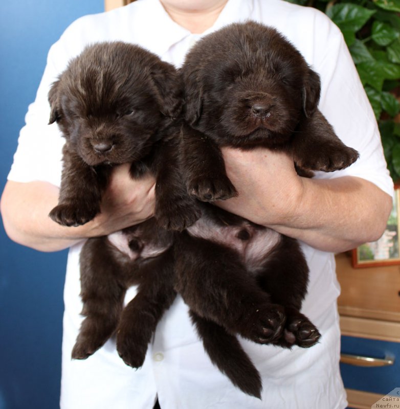 Фото: ньюфаундленд Браунблад МСК Ларчи Ардон (Brownblood MSK Larchie Ardon), ньюфаундленд Браунблад  МСК Лион Лаби-Рони (Brownblood MSK Lyon Labi-Roni)