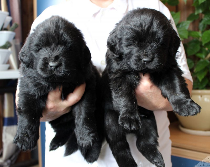 Фото: ньюфаундленд Браунблад МСК Ламберт Амир (Brownblood MSK Lambert Amir), ньюфаундленд Браунблад MCК Лэджендари Норс (Brownblood MSK Lagendary North)