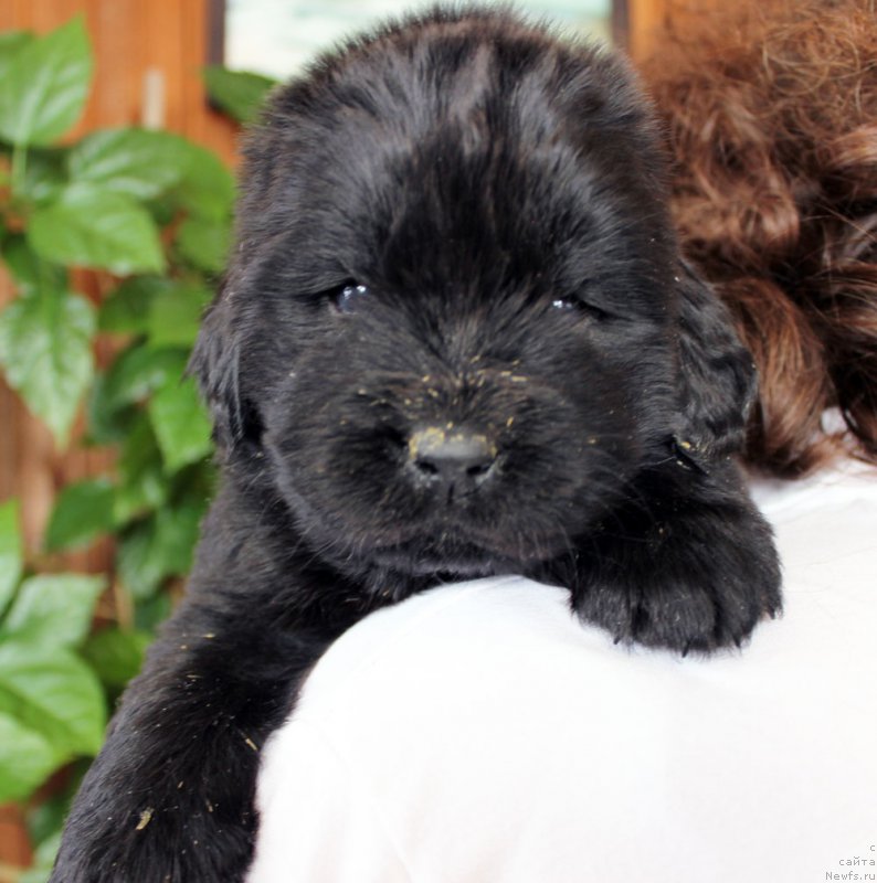 Фото: ньюфаундленд Браунблад MCК Лави Нэман (Brownblood MSK Lavy Neman)