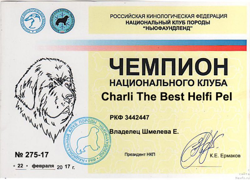 Фото: ньюфаундленд Чарли Де Бест Хелфи Пэл (Charli The Best Helfi Pel)