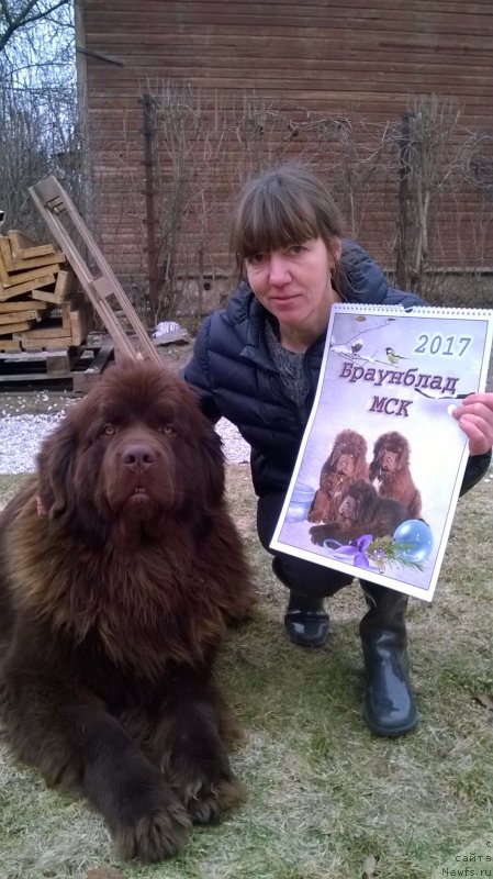 Фото: ньюфаундленд Браунблад МСК Хаиес Хаго (Brownblood MSK Hayes Hago)