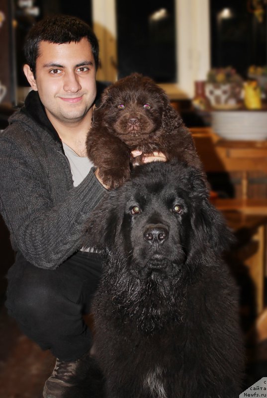 Фото: ньюфаундленд Наоми Таголири фор Браунблад (Naomi Tagoliri for Brouwnblood)