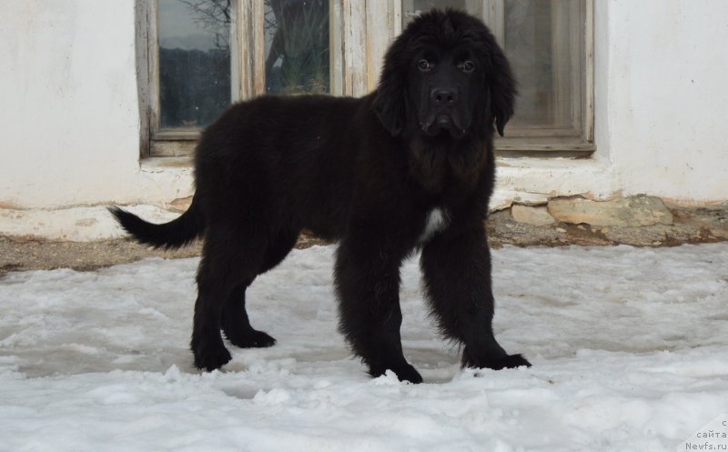 Фото: ньюфаундленд Черный Балу Лендлорд