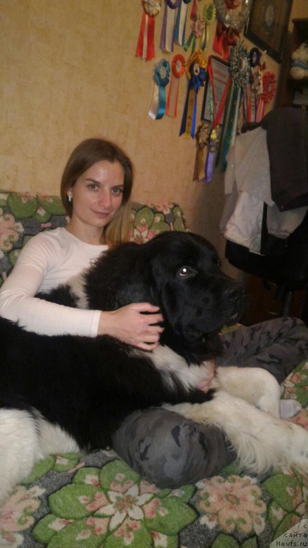 Фото: ньюфаундленд Супер Бизон Ришар, Элеонора Веселова