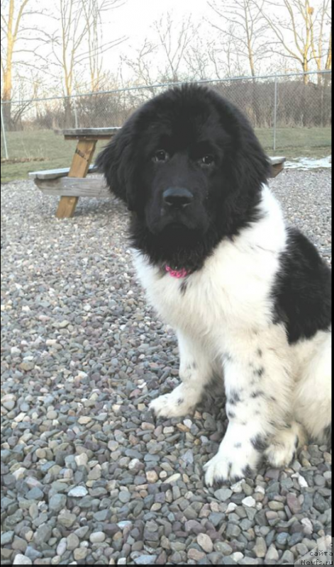 Фото: ньюфаундленд Вероник Орейбла