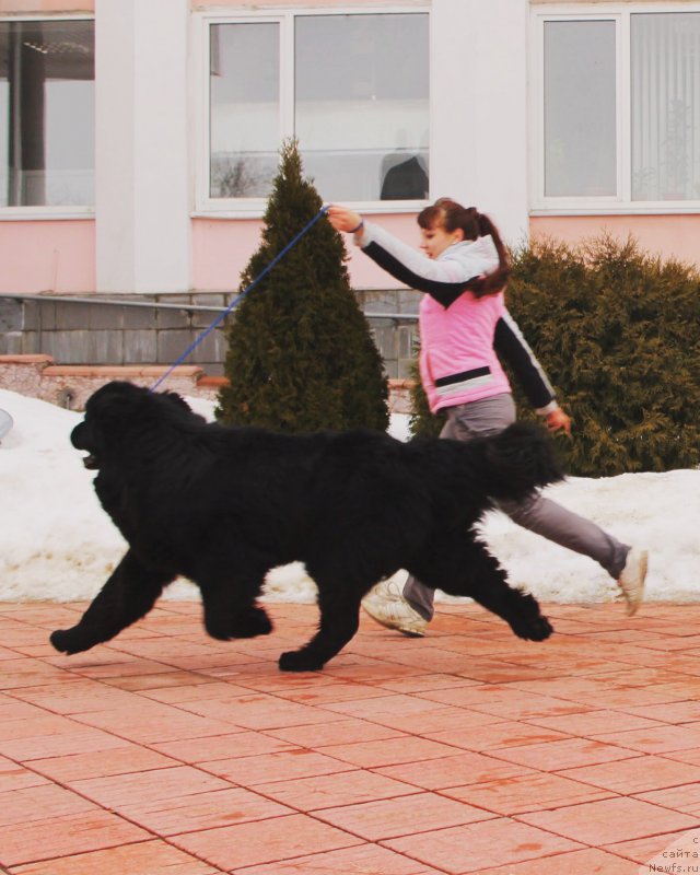 Фото: ньюфаундленд Потап Олан, ньюфаундленд Потап Олан