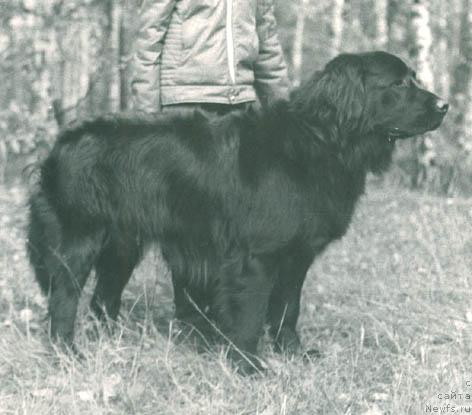 Фото: ньюфаундленд Грей Агли