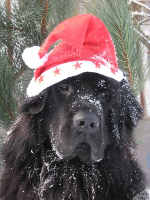 Фото: ньюфаундленд Брюс Мистер Ньюф (Bryus Mister Newf)