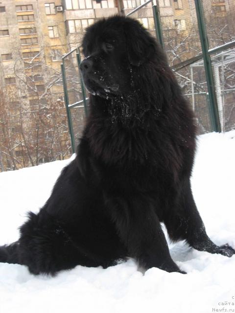 Фото: ньюфаундленд Брюс Мистер Ньюф (Bryus Mister Newf)