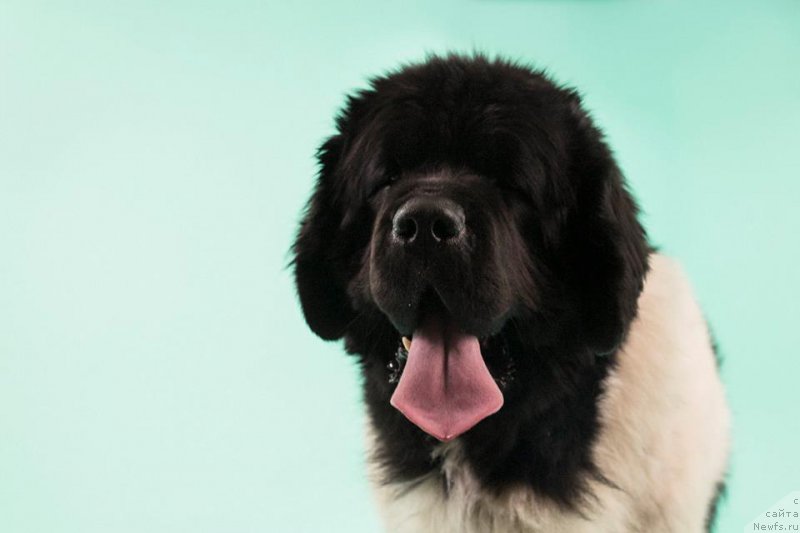 Фото: ньюфаундленд Супер Бизон Зербино