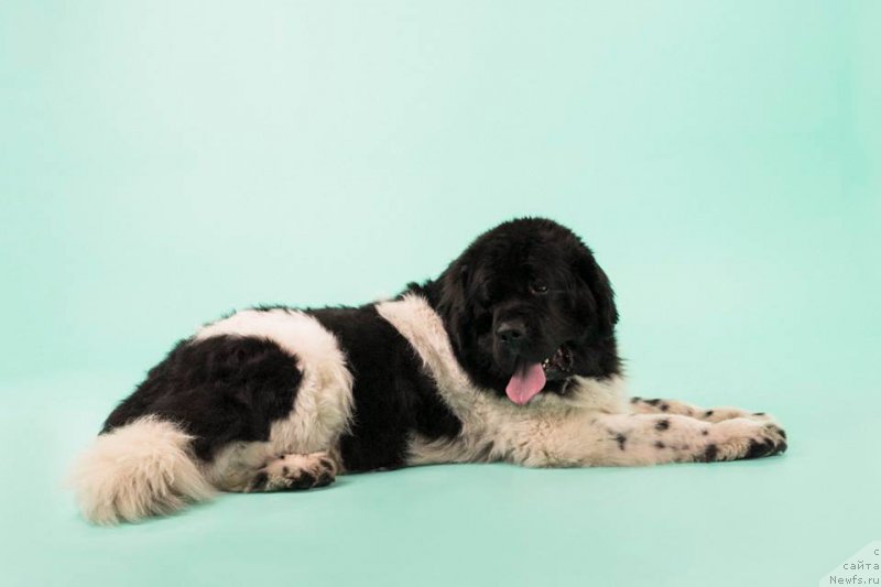 Фотография № 221414