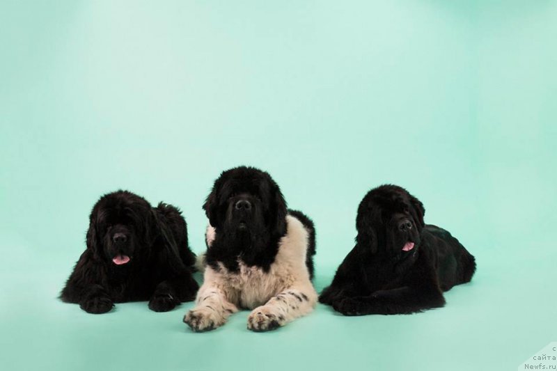 Фотография № 221415