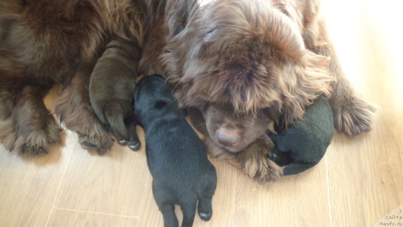 Фото: ньюфаундленд Хохотушка с Берега Дона (Hohotushka s Berega Dona)