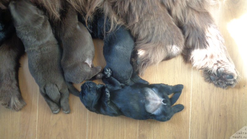 Фото: ньюфаундленд Хохотушка с Берега Дона (Hohotushka s Berega Dona)