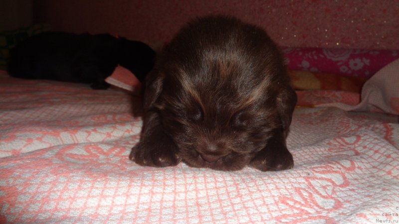 Фото: ньюфаундленд А Я Супер Премиум (A I Super Premium)