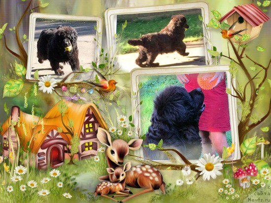 Фотография № 221424