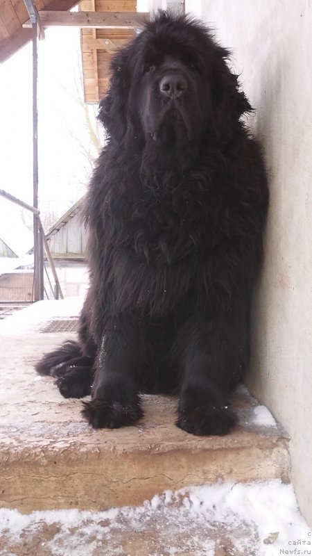 Фото: ньюфаундленд Фанньюф Жемапель Мадам Нуар (Funnewf Jemapel Madam Nuar)