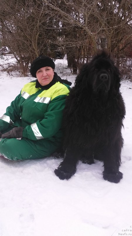 Фото: Людмила Павлова, ньюфаундленд Фанньюф Жемапель Мадам Нуар (Funnewf Jemapel Madam Nuar)