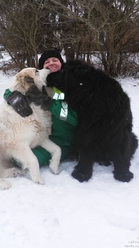 Фото: Людмила Павлова, ньюфаундленд Фанньюф Жемапель Мадам Нуар (Funnewf Jemapel Madam Nuar), Ингфред Шан Хайни Дью - пиренейка.