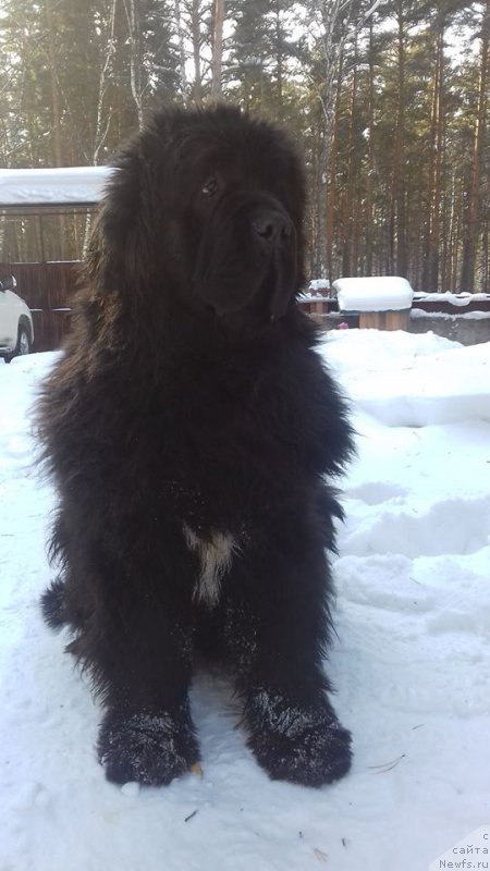 Фото: ньюфаундленд Супер Премиум Мальта