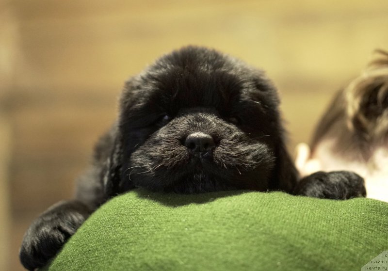 Фото: ньюфаундленд Акватория Келвин Щедривчик (Aquatoriya Kelvin Schedrivchik), ньюфаундленд Акватория Келвин Юник Малина Стайл (Aquatoriya Kelvin Yunique Malina Style)