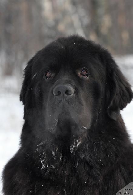 Фото: ньюфаундленд Жемчуг Гранд из Уникальной Коллекции