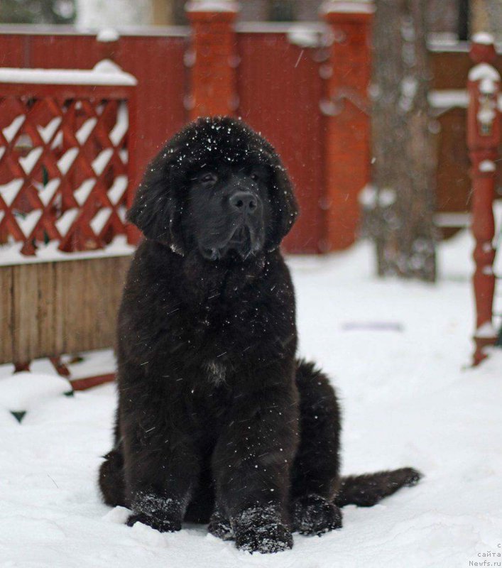 Фото: ньюфаундленд Duart Castle's Protector