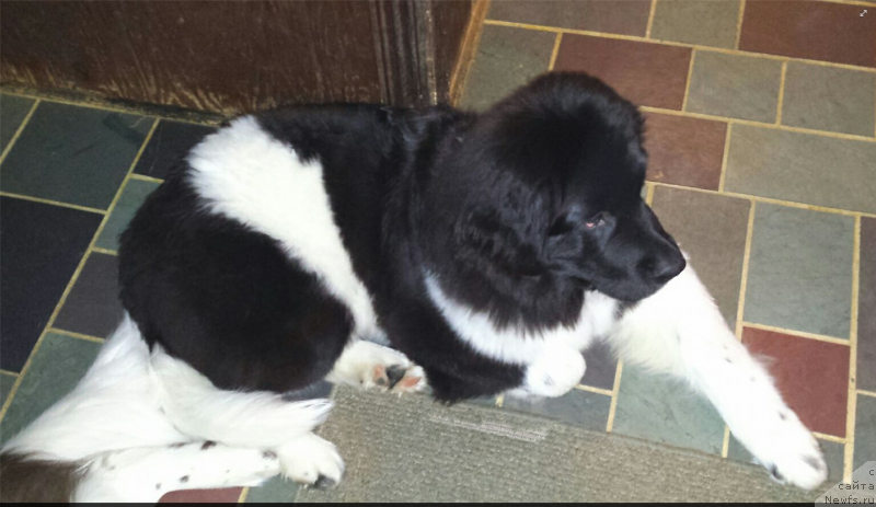 Фото: ньюфаундленд Ванджелис Эврика Бриллиант Поморья