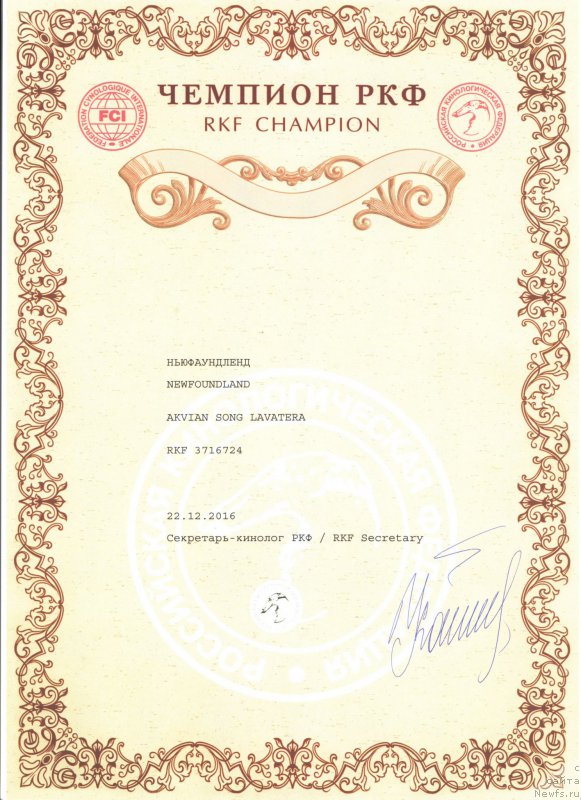 Фото: ньюфаундленд Аквиан Сонг Лаватера (Akvian Song Lavatera)