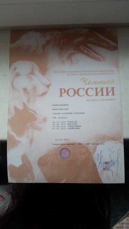 Фото: ньюфаундленд Старди Коллекшн Баловень