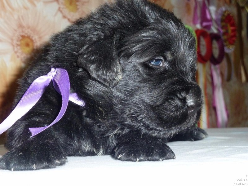 Фото: ньюфаундленд Dolce Vita Laskovyi Gigant