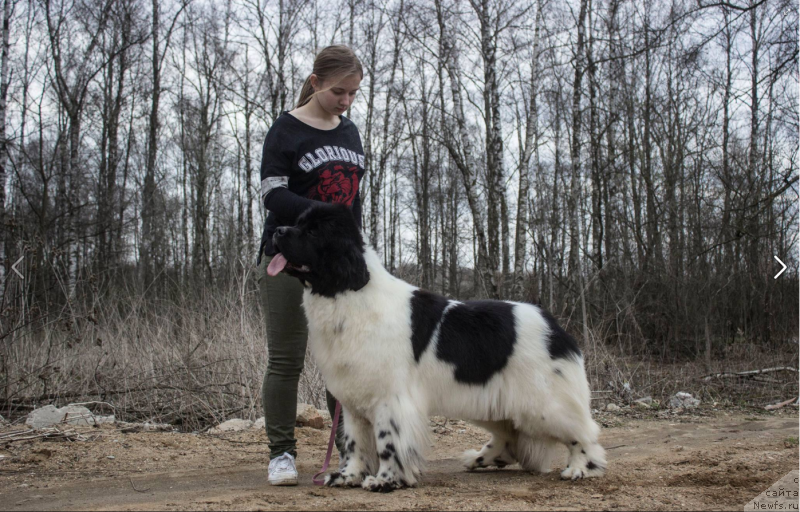 Фото: ньюфаундленд Супер Бизон Малина