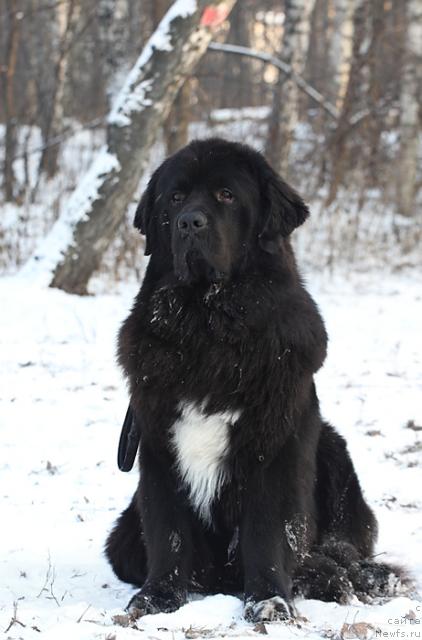 Фото: ньюфаундленд Жемчуг Гранд из Уникальной Коллекции