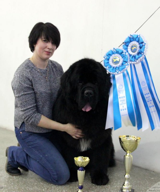 Фото: ньюфаундленд Хуодэ Шень Аристотель (Huode Shen Aristotel)