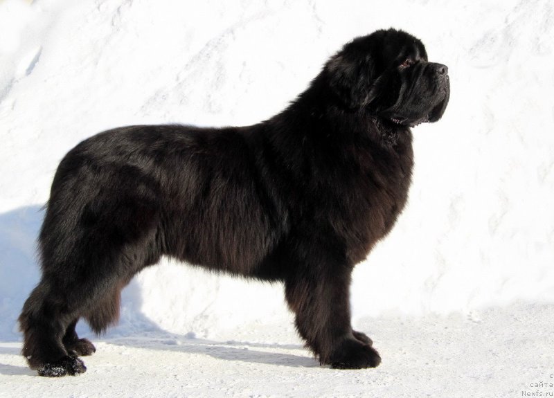 Фото: ньюфаундленд Хуодэ Шень Аристотель (Huode Shen Aristotel)