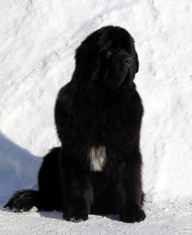 Фото: ньюфаундленд Хуодэ Шень Аристотель (Huode Shen Aristotel)