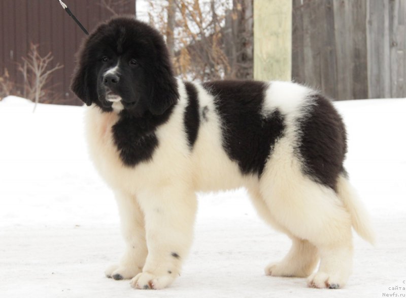 Фото: ньюфаундленд Аквиан Сонг Тейят Приор