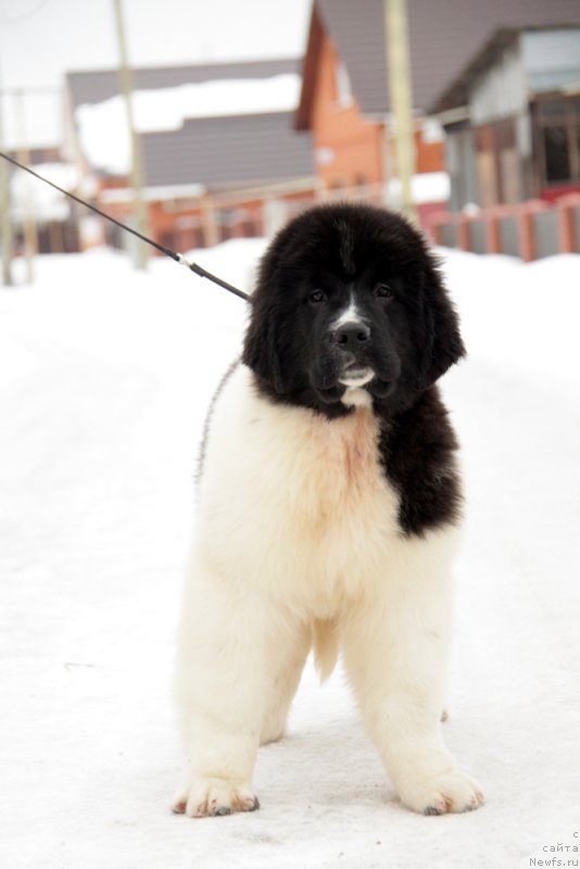 Фото: ньюфаундленд Аквиан Сонг Тейят Приор